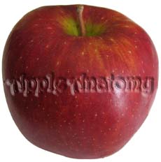 Apple Anatomy