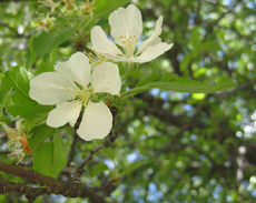 Apple Blossoms.  Click to Englarge