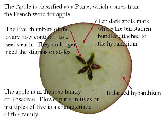 Picture showing cross section of apple.  The apple is classified as a pome, which comes from the French word for apple.  The five chambers of the ovary now contain 1 to 2 seeds each.  They no longer need the stimags or styles.  Ten dark spots mark where the ten stamen bundles attached to the hypanthium.  We eat the enlarged hypanthium.  The apple is in the rose family or Rosaceae.  Flower parts in fives or multiples of five is  a characteristic of this family.