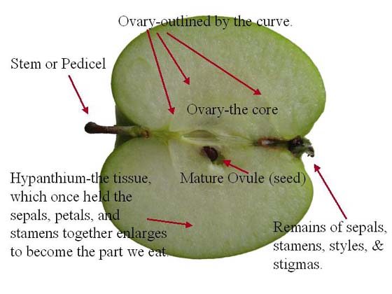 Longitudinal section of apple showing:  stem or pedicel, ovary or core with seeds, blossom end, and hypanthium (which we eat).
