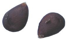 Apple Seeds, Click to Enlarge