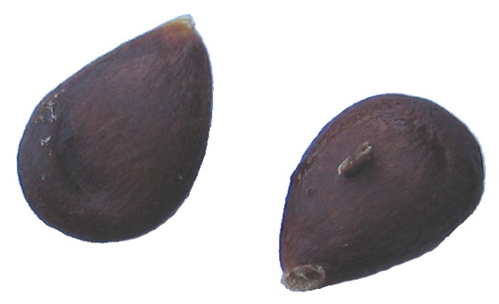 Close-up of Apple Seeds