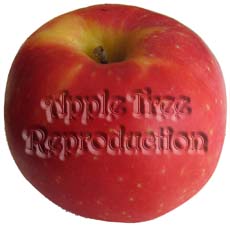 Apple Tree Reproduction