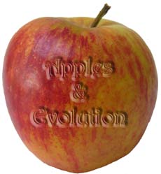 Apples & Evolution
