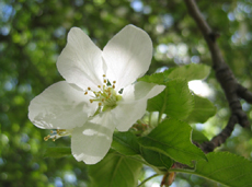 Close-up of Apple Blossom.  Click on Picture to see a larger image.